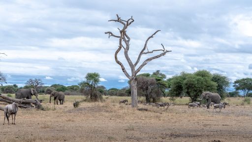 A group of elephants on scenic safari on a sunny day