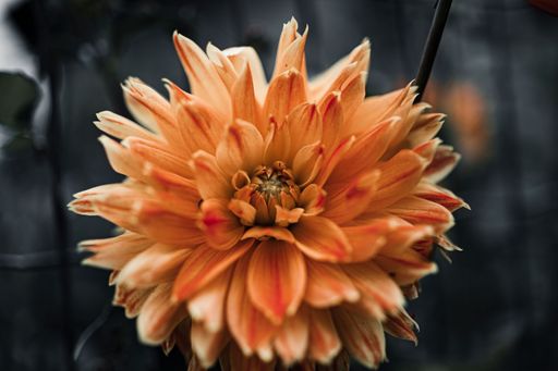 A closeup of a beautiful Dahlia flower in the fall