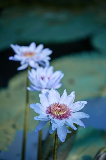A vertical shot of beautiful Water lilies