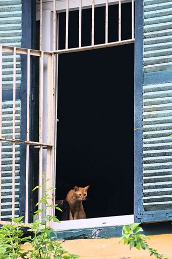A domestic cat is by jalousie window, looking out from a traditional house in Hanoi