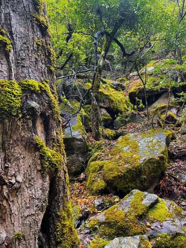 A vertical shot of a forest with vegetation and big rocks covered with moss