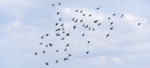 A flock of wild blue doves flying against the blue cloudy summer sky