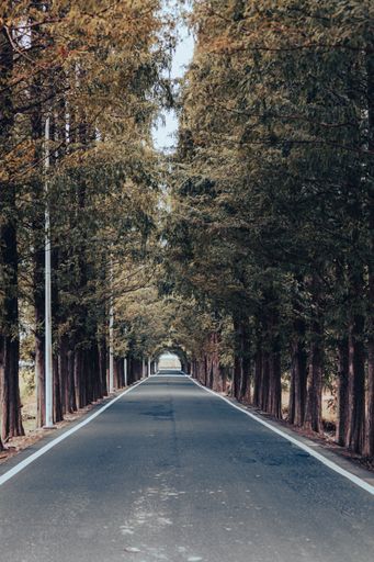 The straight metasequoia road leads to tomorrow
