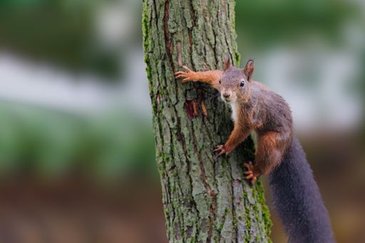 The Cute squirrel on the tree in the forest, close-up